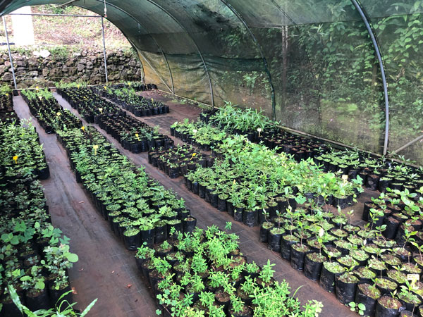 You are currently viewing ENS : Zoom sur la pépinière de plants d’espèces indigènes d’Archambeaud